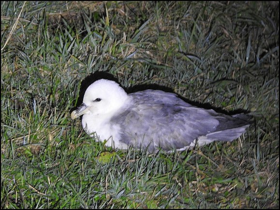 Fulmar 2 091219
