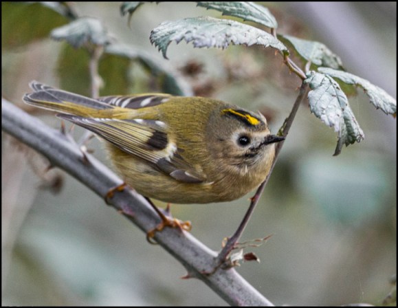 Goldcrest 131219