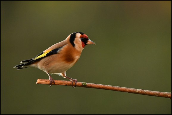 Goldfinch 261219