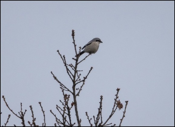 Great Grey Shrike 281219 2