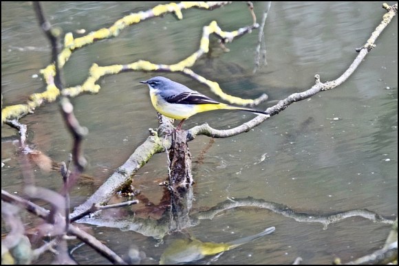 Grey Wagtail 281219