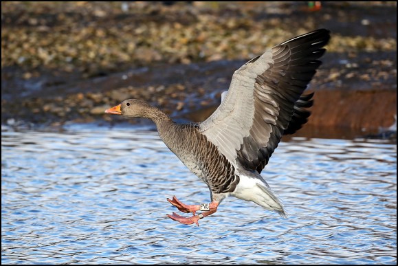 Greylag 231219.jpg