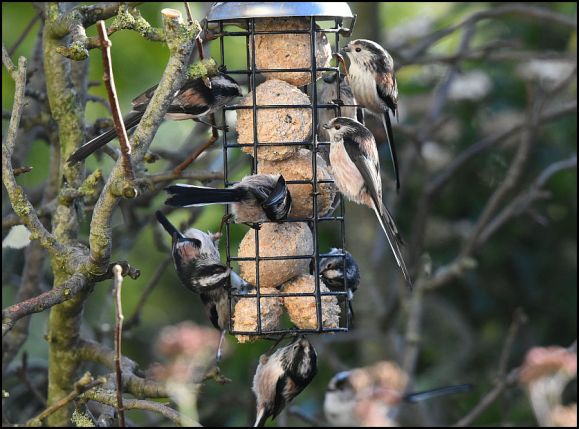 Long-tailed Tits 251219