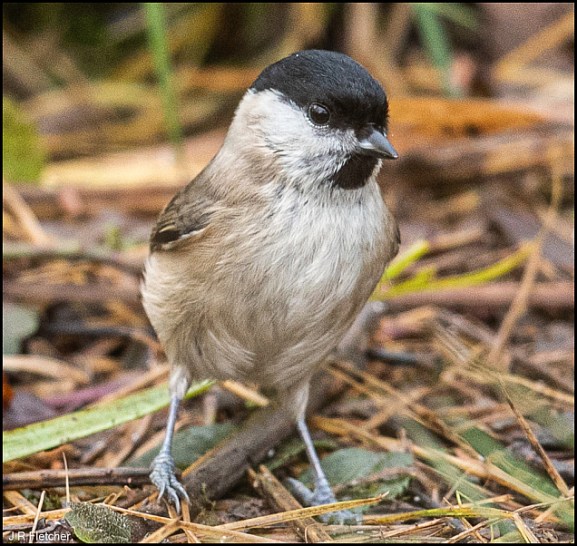 Marsh Tit 281219
