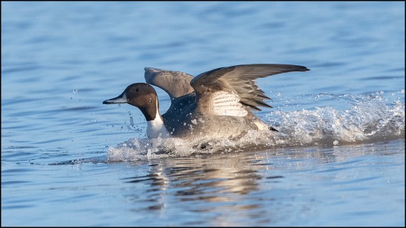 Pintail 081219