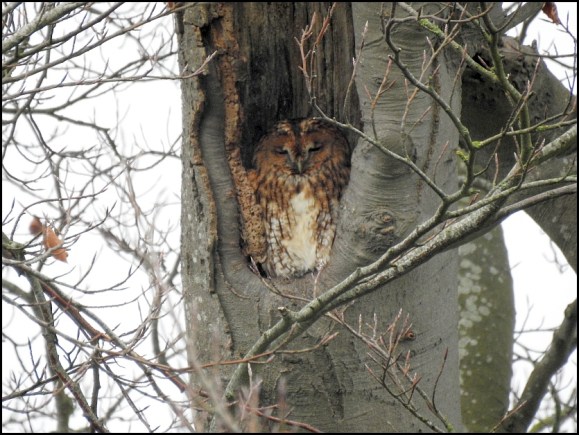 Tawny Owl 301219