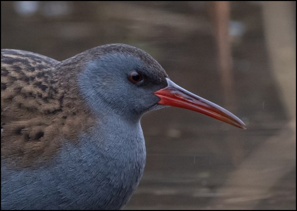 Water Rail 261219