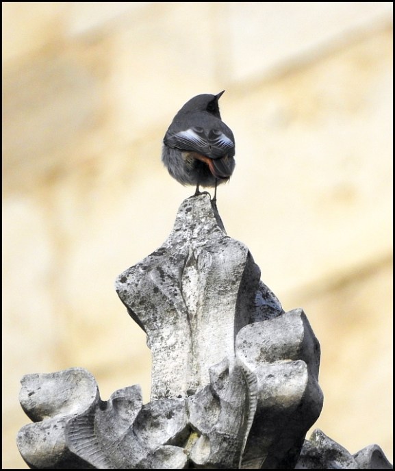 Black Redstart 090120 1
