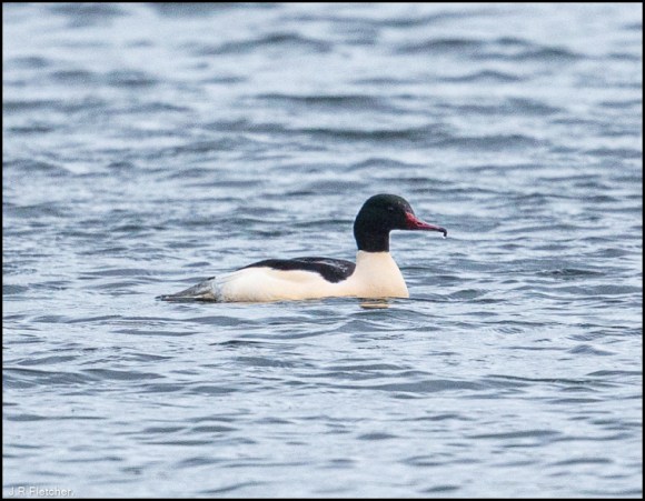 Goosander 170120