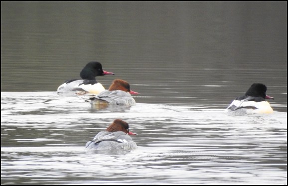 Goosanders 100120