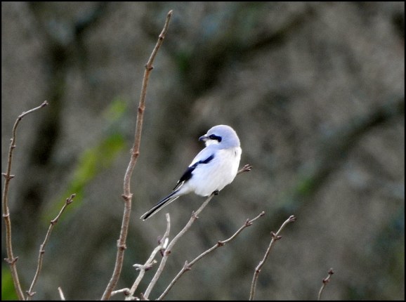 Great Grey Shrike 100120