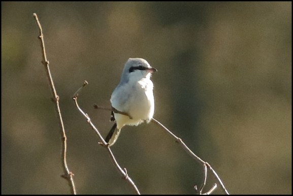 Great Grey Shrike 190120 2