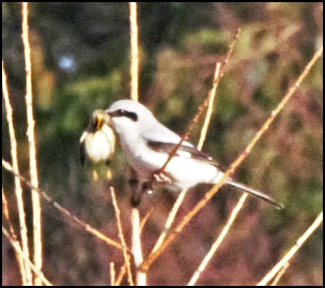 Great Grey Shrike 2 100120
