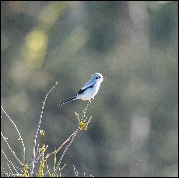 Great Grey Shrike 290120 1