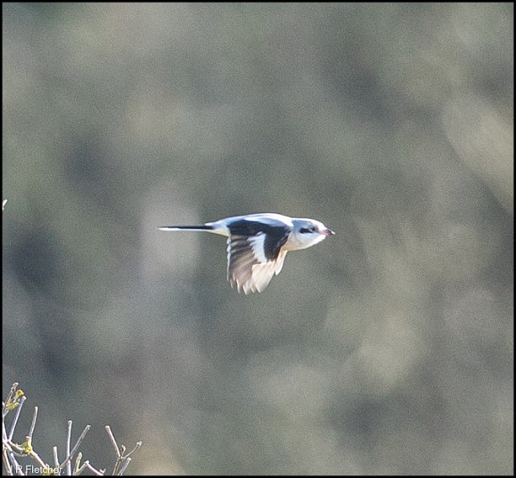 Great Grey Shrike 290120 2