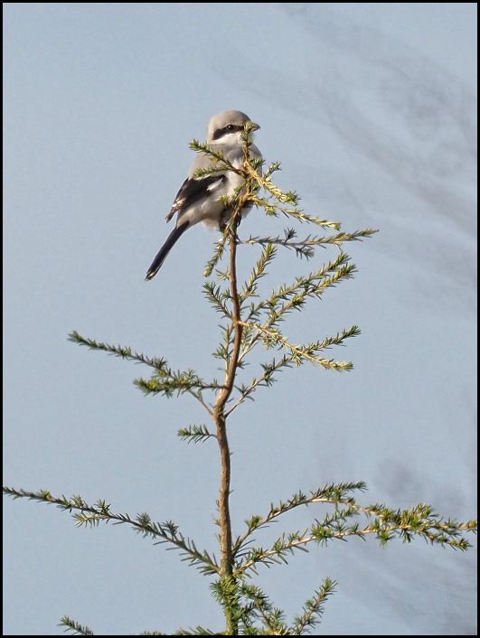 Great Grey Shrike 290120 3