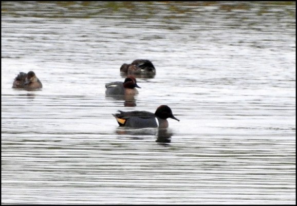 Green-winged Teal 240120