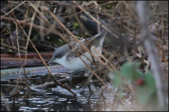 Lesser Whitethroat blythi 120120 2.jpg