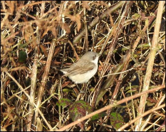 Lesser Whitethroat blythi 160120