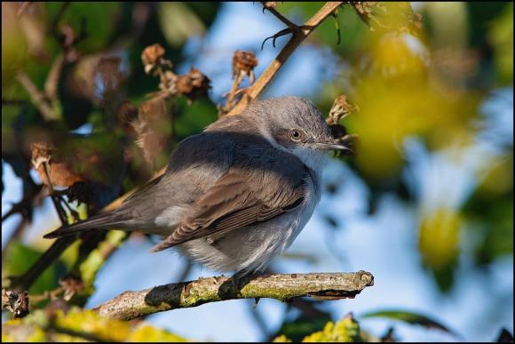 Lesser Whitethroat blythi 180120