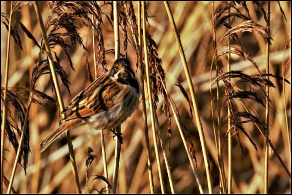 Reed Bunting 210120