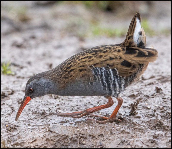 Water Rail 260120