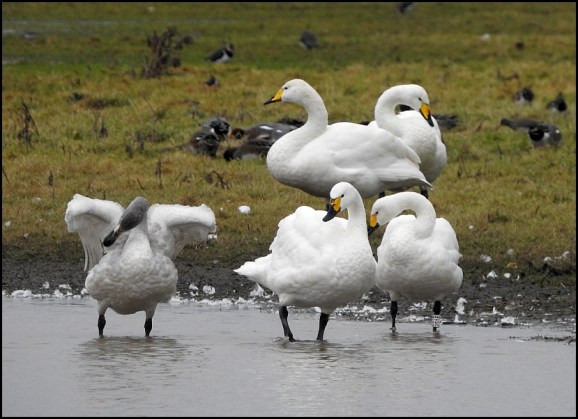 Whooper Swans 020119