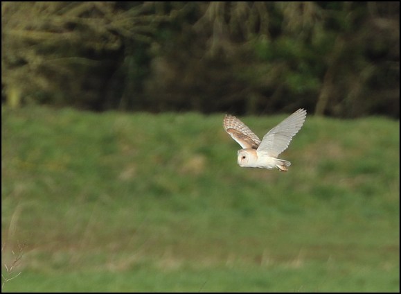 Barn Owl 250220