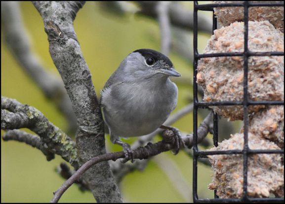 Blackcap 230220