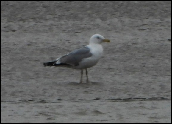 Caspian Gull 220220 1