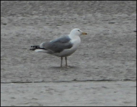 Caspian Gull 220220 2