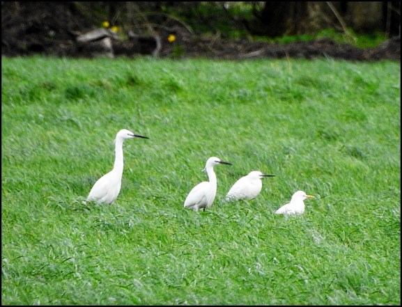 Cattle &amp; Little Egrets 220220