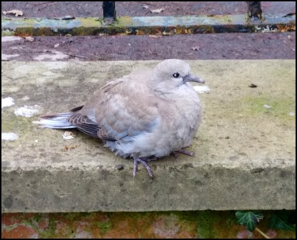 Collared Dove 230220