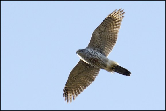 Goshawk 120220