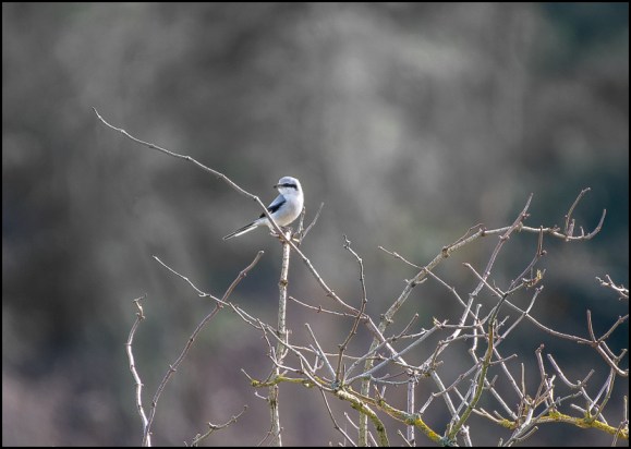 Great Grey Shrike 120220