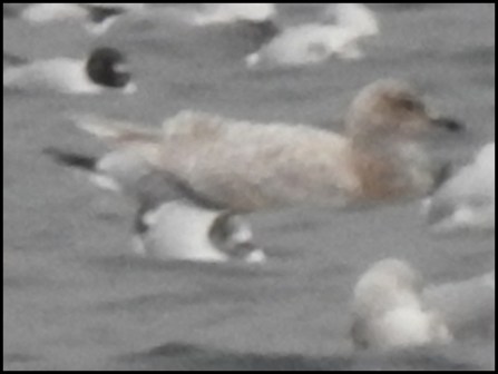 Iceland Gull 190220