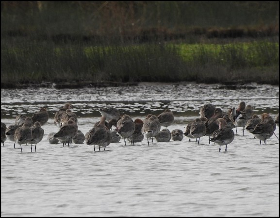 Knot &amp; Black-tailed Godwits 250220