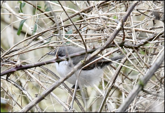 Lesser Whitethroat blythi 310120