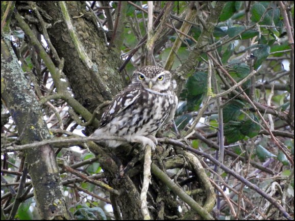 Little Owl 180220