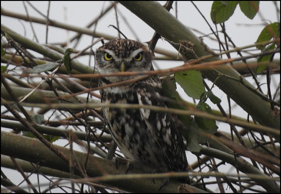 Little Owl 240220