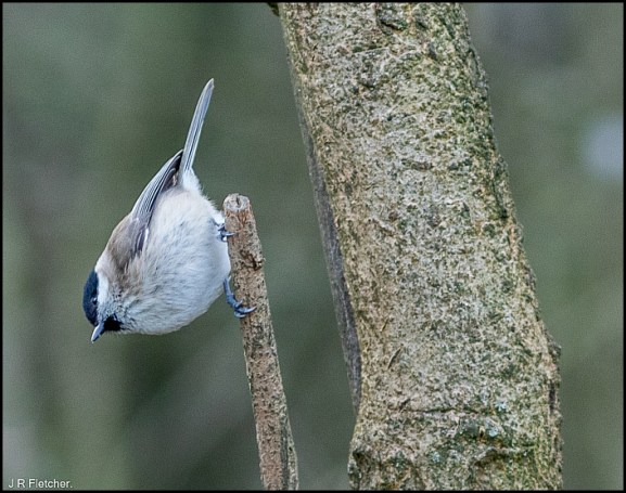Marsh Tit 120220