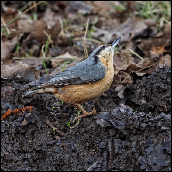 Nuthatch 010220