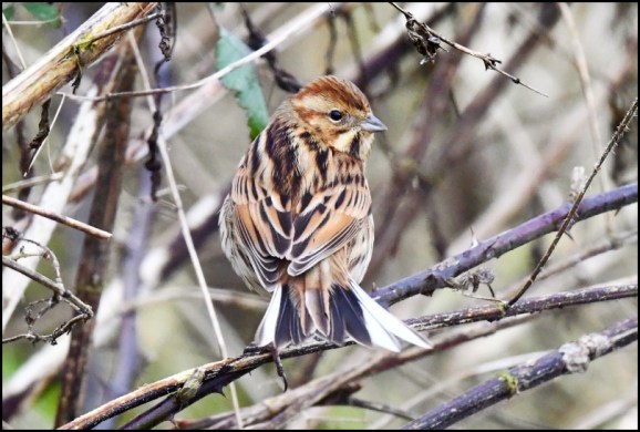 Reed Bunting 310120