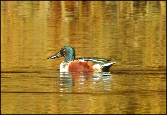 Shoveler 060220