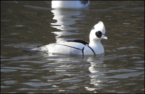 Smew 070220 3