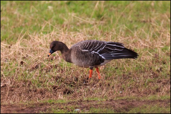 Tundra Bean Goose 020220 1