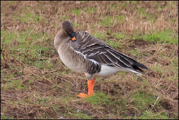 Tundra Bean Goose 020220 2