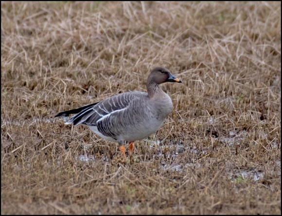 Tundra Bean Goose 030220 3