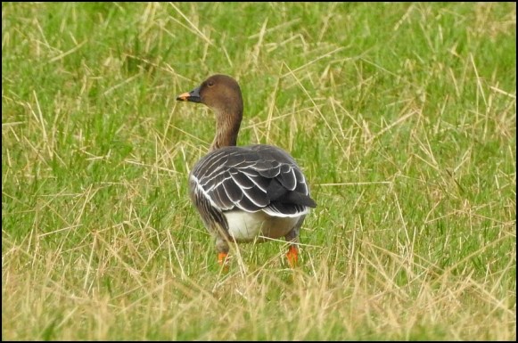 Tundra Bean Goose 030220 4
