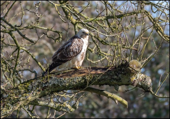 White Buzzard 120220